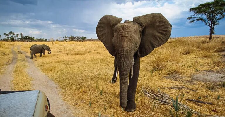 3-Day Best Southern Serengeti & Ngorongoro Crater Trip