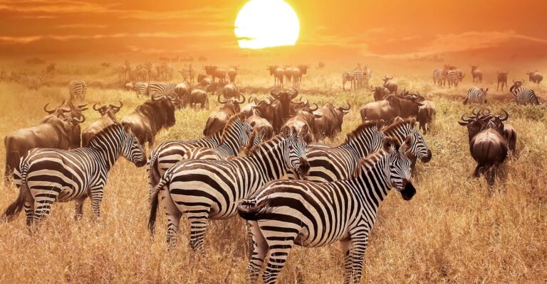 3-Day Private Midrange Serengeti & Ngorongoro Fly-in