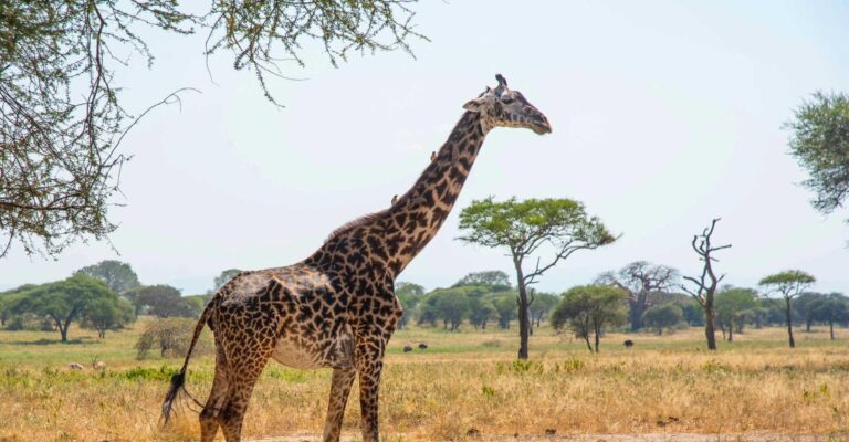 3-Day Tarangire-Ndutu-Ngorongoro from Moshi