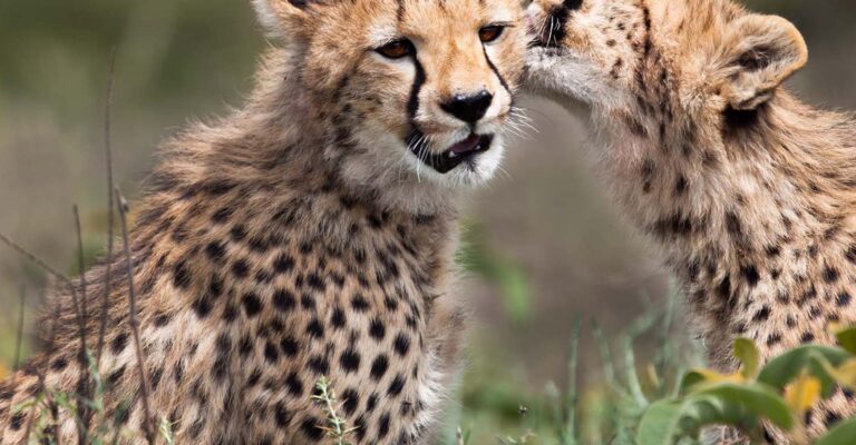 4-Day Affordable Big Five Safari with Serengeti