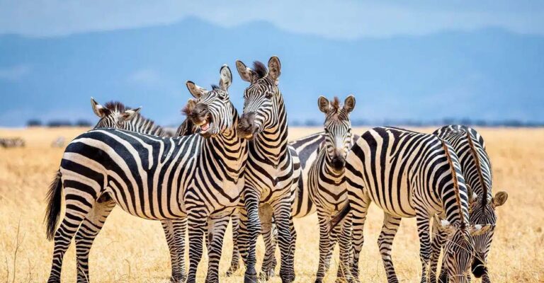 4-Day Tarangire, Ngorongoro & Lake Manyara Trip