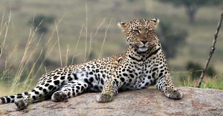 5-Day Midrange Serengeti, Tarangire, & Ngorongoro Safari