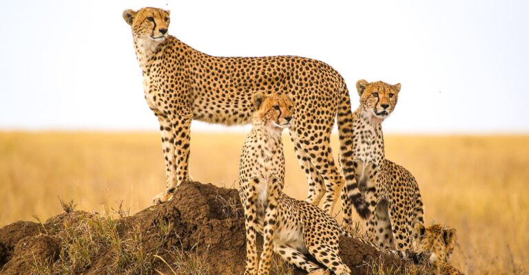 5-Day Zanzibar, Tarangire, Ngorongoro & Manyara Safari