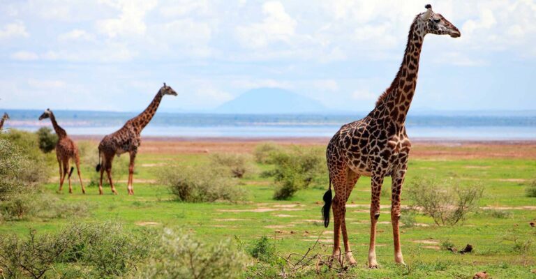 6-Days Classic Journey Through Tanzania’s Iconic Parks