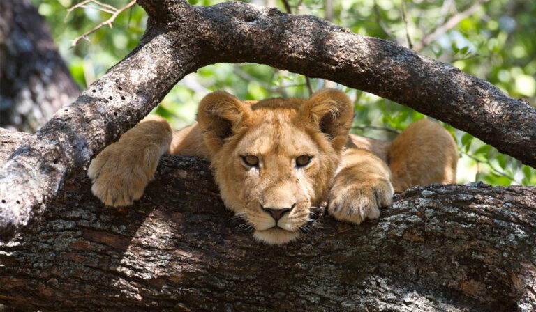 Lake manyara np