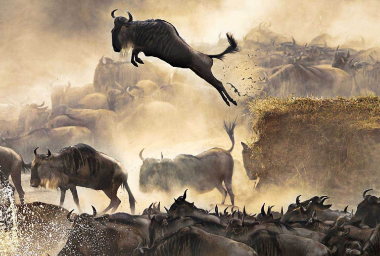 serengeti migration mara river crossing