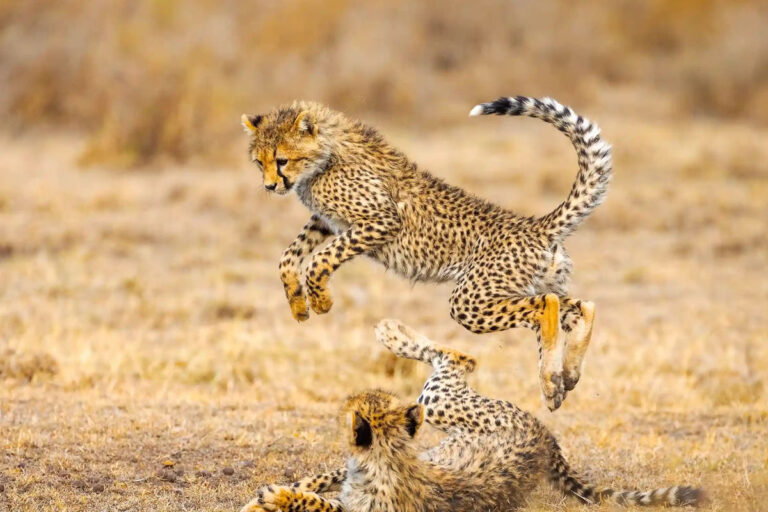 tanzania safari tours