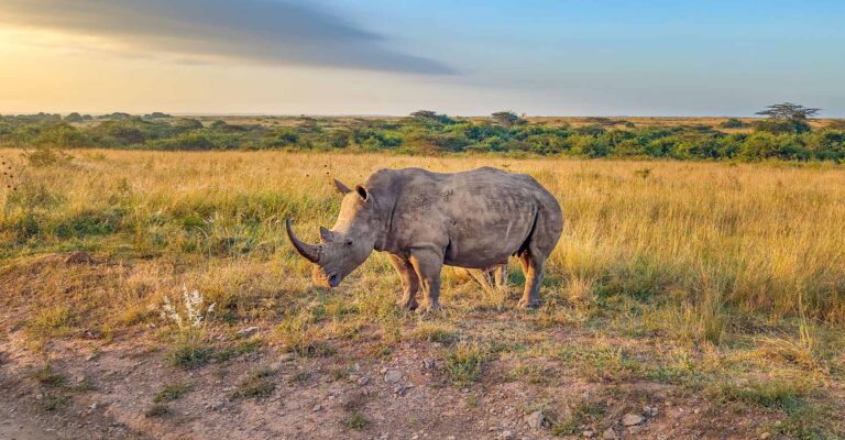 mkomazi np