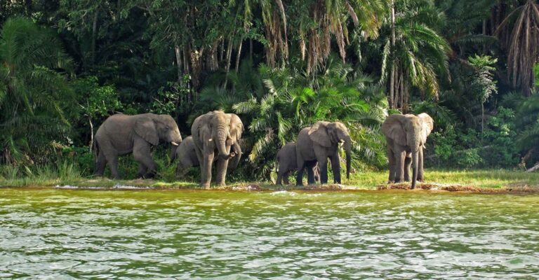 rubondo island national park